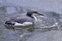 Black-throated loon / diver (Gavia arctica) on water, captive, Bayerischer Wald / Bavarian Forest National Park, Germany