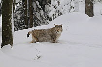 Eurasian lynx (Lynx lynx) in deep snow, captive, Bayerischer Wald / Bavarian Forest National Park, Germany
