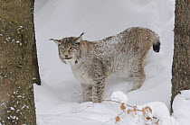 Eurasian lynx (Lynx lynx) in snow, captive, Bayerischer Wald / Bavarian Forest National Park, Germany
