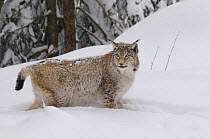 Eurasian lynx (Lynx lynx) in deep snow, captive, Bayerischer Wald / Bavarian Forest National Park, Germany