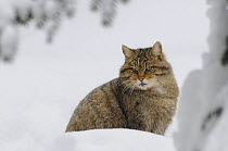 Wild cat (Felis silvestris) in snow, captive, Bayerischer Wald / Bavarian Forest National Park, Germany