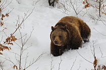 Eurasian brown bear (Ursus arctos arctos) in winter, captive, Bayerischer Wald / Bavarian Forest National Park, Germany