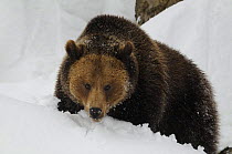Eurasian brown bear (Ursus arctos arctos) in snow, captive, Bayerischer Wald / Bavarian Forest National Park, Germany