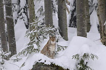 Eurasian lynx (Lynx lynx) sitting in snow, captive, Bayerischer Wald / Bavarian Forest National Park, Germany