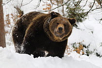 Eurasian brown bear (Ursus arctos arctos) in snow, captive, Bayerischer Wald / Bavarian Forest National Park, Germany