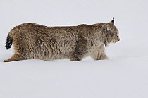 Eurasian lynx (Lynx lynx) walking through snow, captive, Bayerischer Wald / Bavarian Forest National Park, Germany