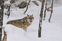 Grey wolf (Canis lupus) in snow, captive, Bayerischer Wald / Bavarian Forest National Park, Germany