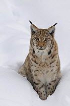 Eurasian lynx (Lynx lynx) sitting in snow, captive, Bayerischer Wald / Bavarian Forest National Park, Germany