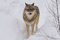 Grey wolf (Canis lupus) in snow, captive, Bayerischer Wald / Bavarian Forest National Park, Germany