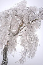 Birch tree (Betula sp) covered in hoar frost, Ballon des Vosges Nature Park, Haut Rhin, Alsace, France, December 2008