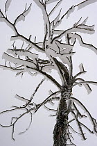 Tree with hoar frost covered branches, Ballon des Vosges Nature Park, Haut Rhin, Alsace, France, December 2008