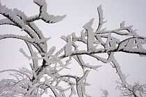 Frost covered branches, Ballon des Vosges Nature Park, Haut Rhin, Alsace, France, December 2008