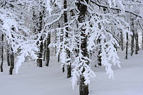 Snow covered Beech trees (Fagus sp) Ballon des Vosges Nature Park, Haut Rhin, Alsace, France, January 2009