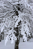 Snow covered Beech trees (Fagus sp) Ballon des Vosges Nature Park, Haut Rhin, Alsace, France, January 2009