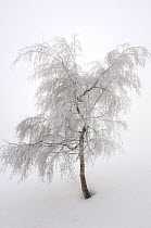 Hoar frost covered Birch tree (Betula sp) Ballon des Vosges Nature Park, Haut Rhin, Alsace, France, December 2008