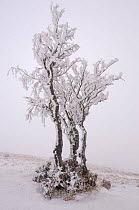Frost covered tree, Ballon des Vosges Nature Park, Haut Rhin, Alsace, France, December 2008