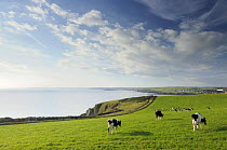 View of countryside and coast, from Hope Cove towards Thurlestone, Bigbury Bay and Burgh Island, evening light, near Salcombe, South Devon, UK, September 2009. Cows grazing in field.