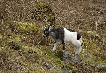Feral Goat (Capra hircus) kid, part of small herd, Llanberis Pass, Snowdonia NP, Gwynedd, N Wales, UK.