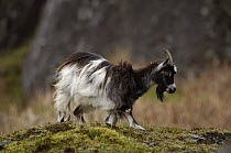 Feral Goat (Capra hircus) female, part of small herd, Llanberis Pass, Snowdonia NP, Gwynedd, N Wales, UK.