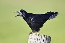 Rook {Corvus frugilegus} perched, calling, on post,  Northumberland, England