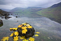 Fallen leaves on the shore of Wast Water,Wasdale, Lake District National Park, Cumbria, England, November 2007