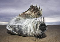 Juvenile Grey Seal {Halichoerus grypus} rolling on sand, waving flipper, Donna Nook, Lincolnshire, England, January