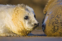 Young Grey Seal {Halichoerus grypus} taking a break from suckling from mother, Donna Nook, Lincolnshire, England, January