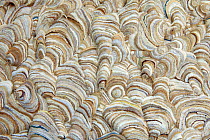 Close-up detail from wasp nest (Vespula sp) Devon, England, September