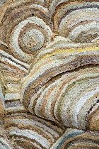 Close-up detail from wasp nest (Vespula sp) Devon, England, September