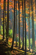 Mixed woodland in autumn, Mangrt Pa, Julian Alps, Slovenia, October 2008