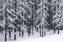 Larch plantation in winter {Larix sp}, Visic Pass, Triglav National Park, Julian Alps, Slovenia, April 2009
