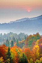 Mixed forest with morning mist, autumn, Ljubljana Basin, Gorenjska, Slovenia, October 2008