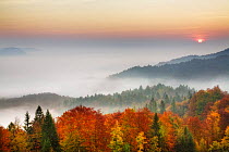 Mixed forest in morning mist, autumn, Ljubljana Basin, Gorenjska, Slovenia, October 2008