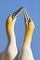 Northern gannets {Morus bassanus} pair in courtship display, Great Saltee, Co. Wexford, Republic of Ireland, June