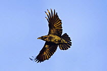 Common raven {Corvus corax} in flight, Gigrin Farm, Rhayader, Powys, Wales, UK, January