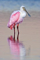 Roseate spoonbill {Platalea ajaja} Estero Lagoon, Fort Myers Beach, Florida, USA, March
