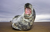Juvenile Grey Seal {Halichoerus grypus} yawning, Donna Nook, Lincolnshire, England, January