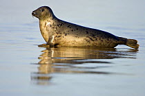 Grey Seal {Halichoerus grypus} reflected on wet sandy beach, Donna Nook, Lincolnshire, England, January