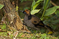 Immature male Brown Sicklebill {Epimachus meyeri} showing transitional plumage to adult male, foraging for insects in a tree stump, Mt. Hagen, Enga Province, Papua New Guinea.