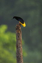 Adult male Twelve-wired Bird of Paradise (Seleucidis melanoleuca) on his display pole in the swamp forest along the Karawari River, East Sepik Province, Papua New Guinea.
