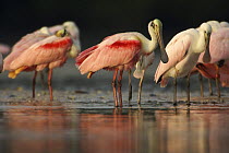 Adult and juvenile Roseate Spoonbills rest, groom, and feed in the lagoon of a mangrove island, Alafia Bank Bird Sanctuary, Sunken Island, Tampa Bay, Florida, USA.