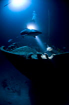 Caribbean reef sharks (Carcharhinus perezi) at night on wreck of the "'Ray of Hope'', Bahamas. July 2008.