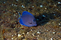 Blue Tang (Acanthurus coeruleus) grazing on hull of the wreck of the ''Blue Plunder'', Bahamas. August 2008.