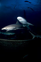 Caribbean reef sharks (Carcharhinus perezi) at night on wreck of the ''Ray of Hope'', Bahamas. August 2008.