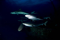 Caribbean reef sharks (Carcharhinus perezi) at night on wreck of the ''Ray of Hope'', Bahamas. August 2008.