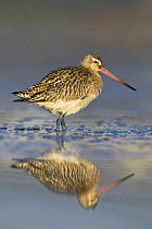 Black-tailed godwit (Limosa limosa) wading, reflected in water, Weymouth, Dorset, England, September