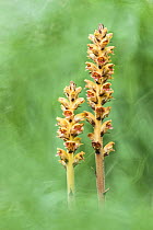 Ivy Broomrape (Orobanche hederae) flowers of yellowish form growing at 2000m, Provence, France, July