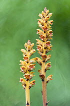 Ivy Broomrape (Orobanche hederae) flowers of yellowish form growing at 2000m, Provence, France, July