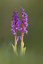 Early purple orchid (Orchis mascula) flowers, Hardington Moor NNR, Somerset, England, April