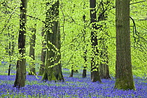 Bluebells (Endymion non-scriptus) flowering in beech woodland, Forest of Dean, Gloucestershire, England, May 2008
